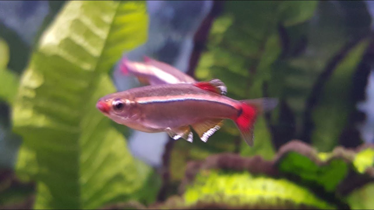 Top 5 Aquarium Fish for Beginners