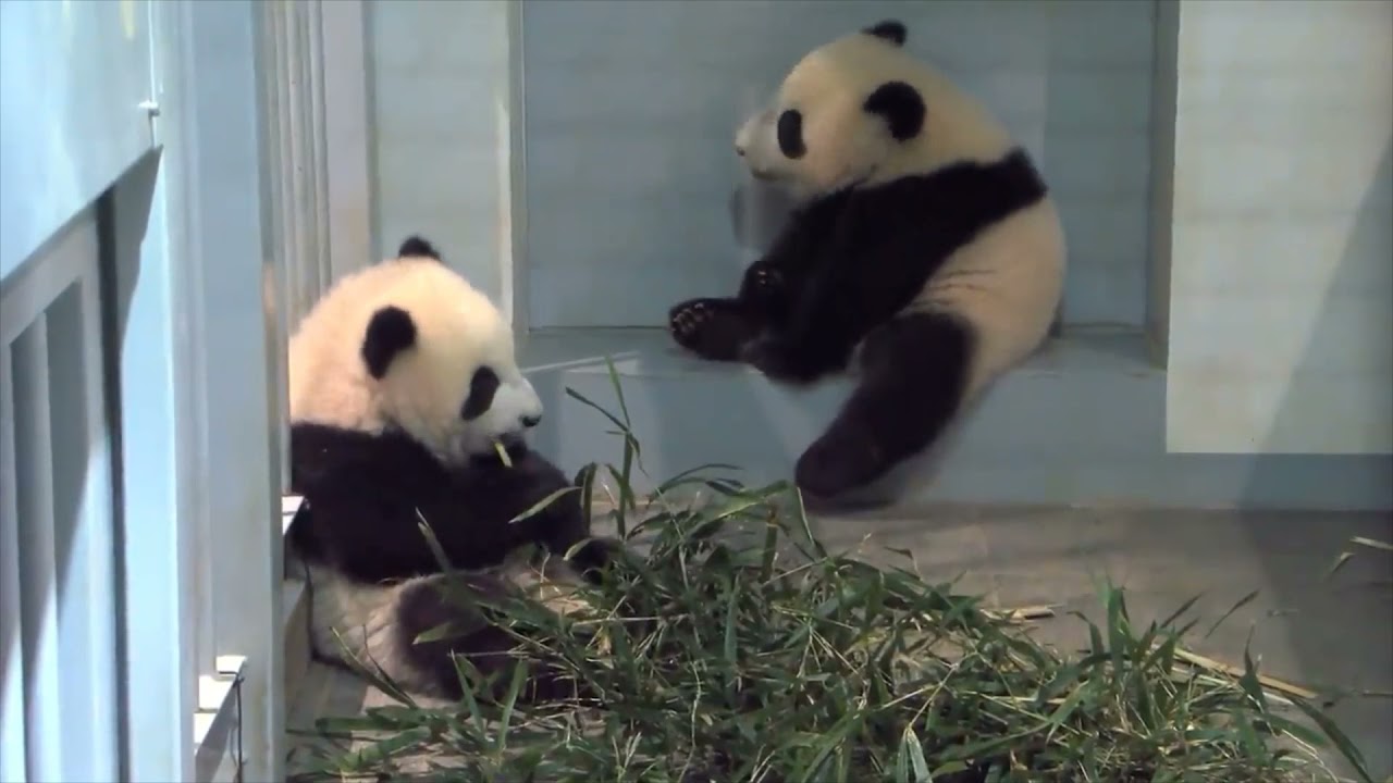 シャオシャオは強気レイレイはのんびり！？上野動物園の双子ジャイアントパンダ