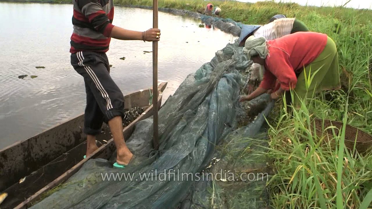 Inhabitants of Loktak Lake using the gill net to catch fish