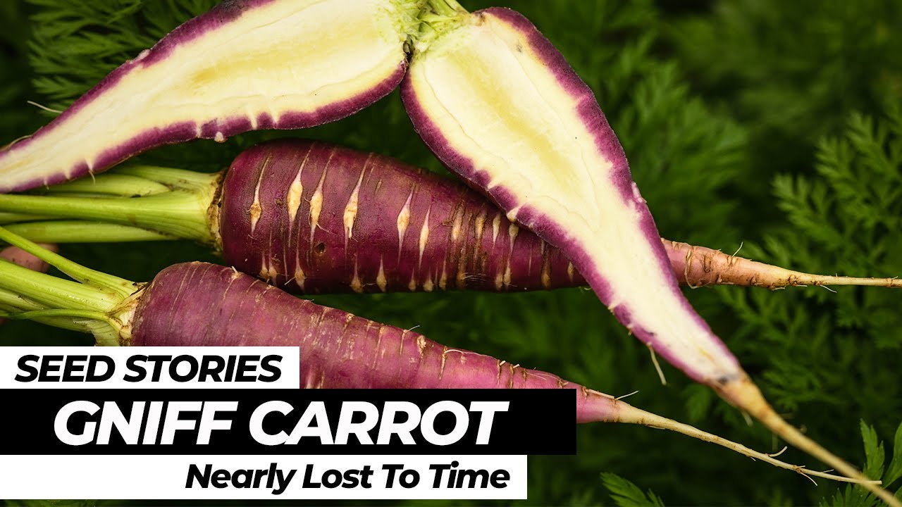 SEED STORIES  | Gniff Carrot: A Variety Nearly Lost To Time