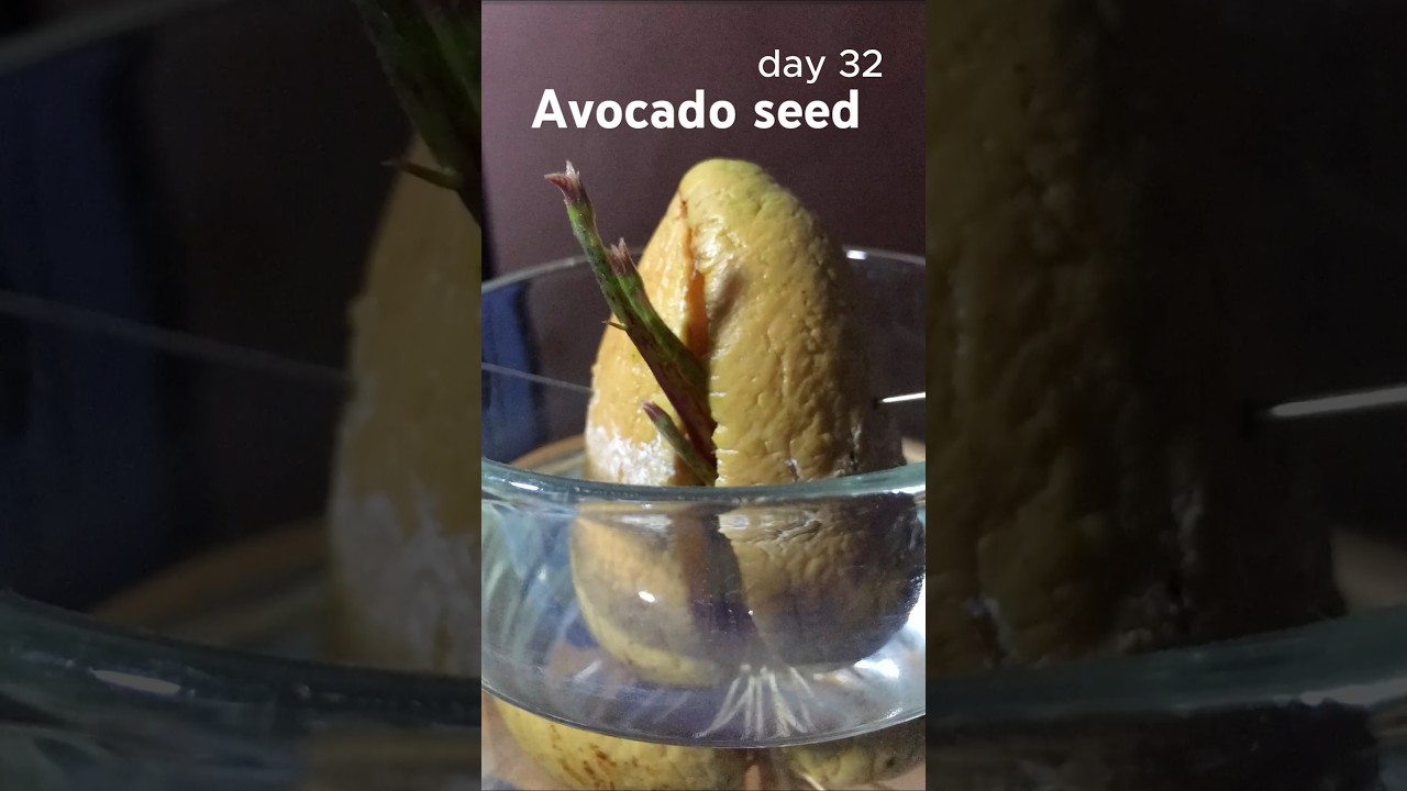 Time lapse, growing avocado seed in water for 43 days