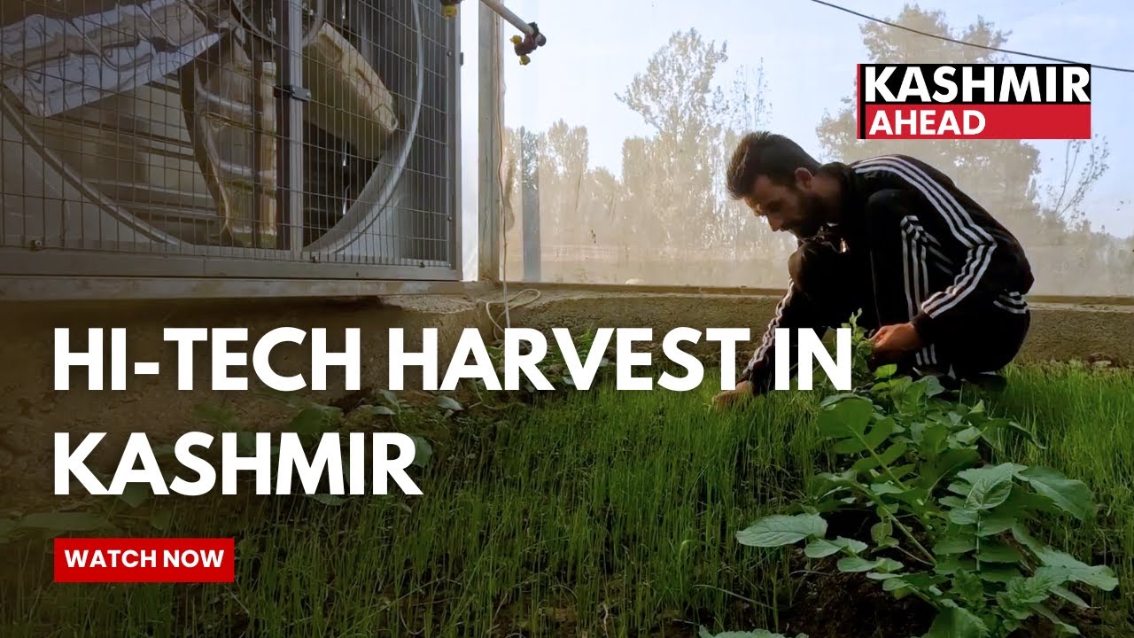 Vegetable Hi Tech farming brings prosperity in Kashmir
