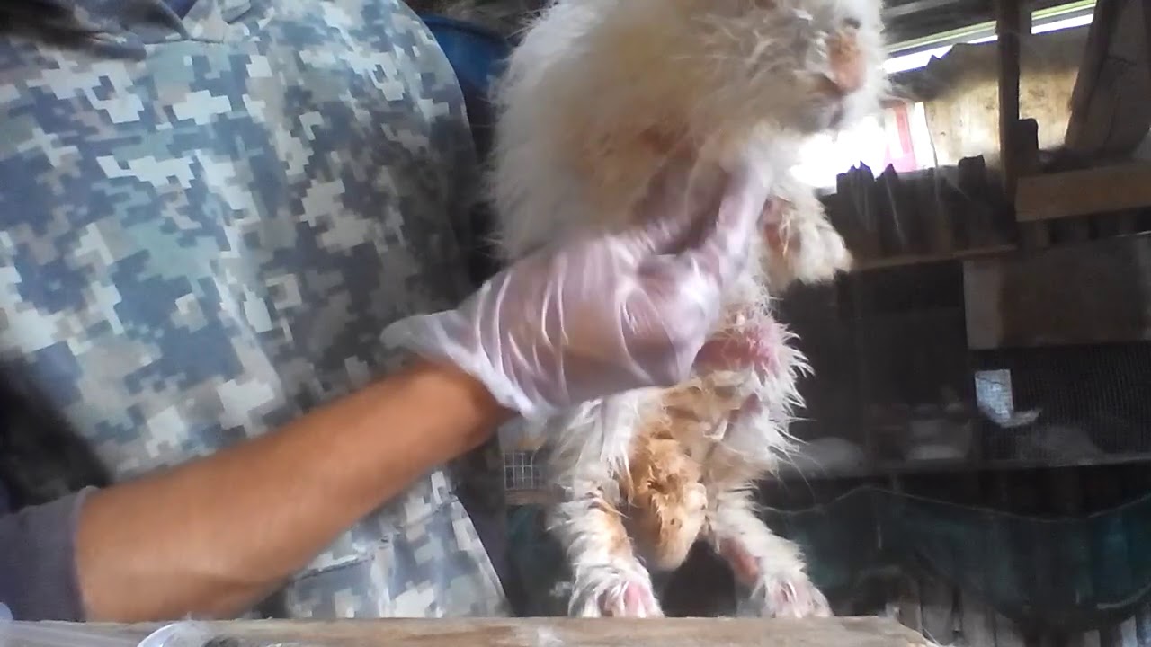 como quitarle la sarna a un conejo con remedio casero