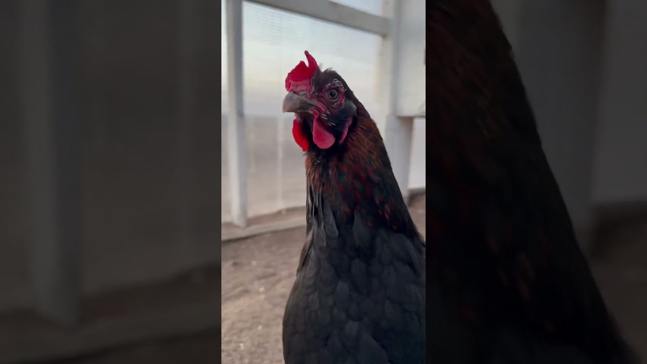 How many chickens do you need? #chickens #chicken #freerangechickens #chickencoop #backyardchickens