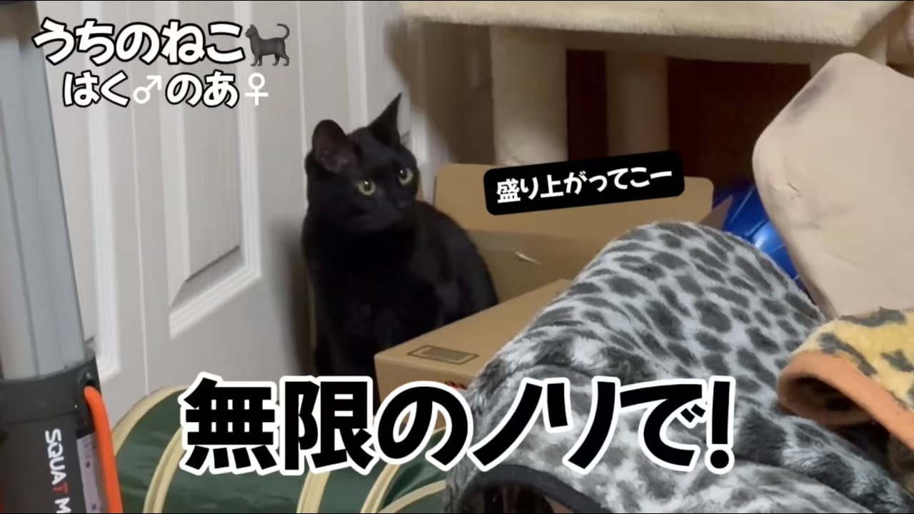 【遊び】猫んずの楽しみ方はバトルだけではなかった！