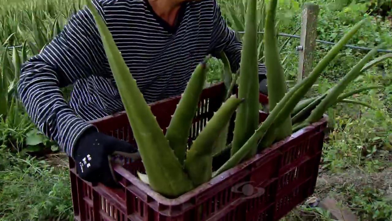 Cosecha de la sábila para el mercado en fresco | La Finca de Hoy