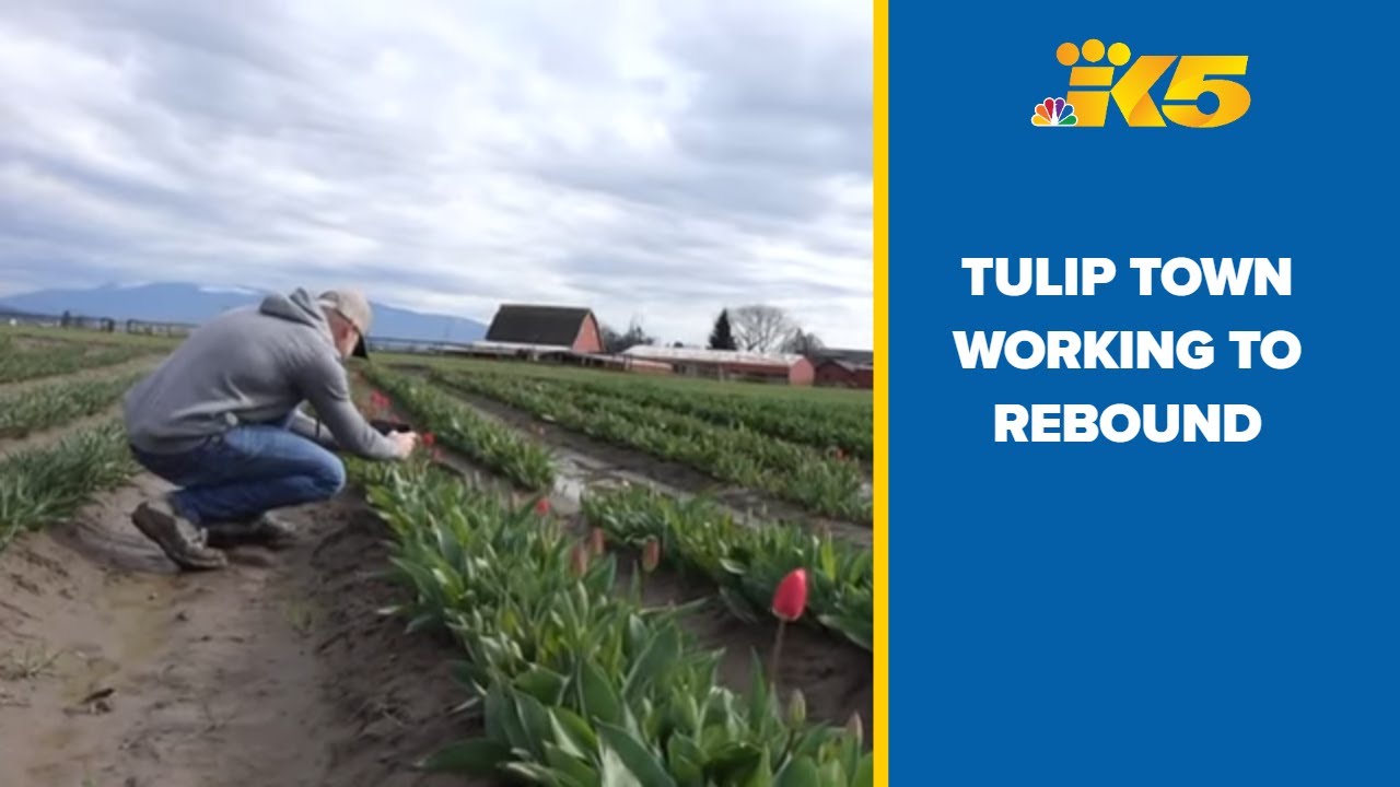 Skagit Valley's Tulip Town trying to rebound