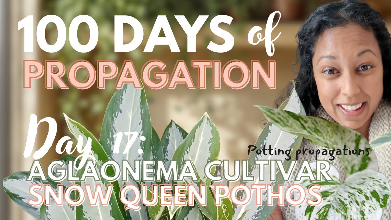 I Waited Too Long to Repot Cuttings | Here's What Happened To My Chinese Evergreen & Snow Queen