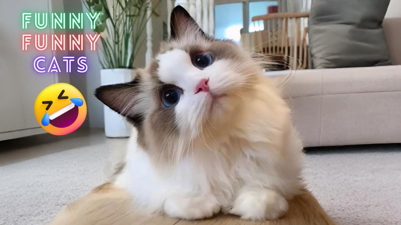 Adorable & Hilarious Cats 😺 | You Won’t Stop Laughing Watching These Kittens!