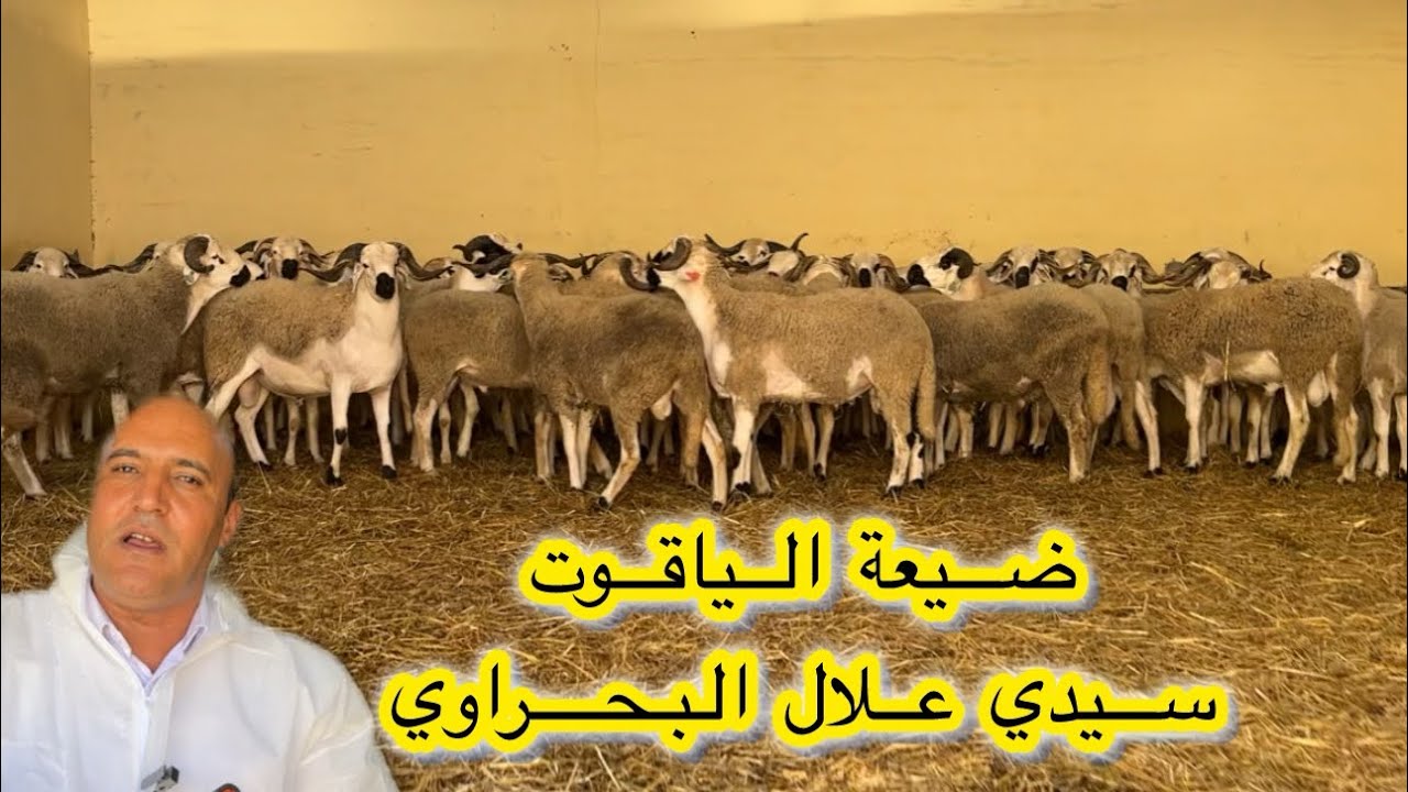 لأول مرة قناة مول لعوينة تحدد ثمن كبش 🐏 عيد الأضحى 2026 في ضيعة الياقوت #عيد_الاضحى #الرباط #اكسبلور