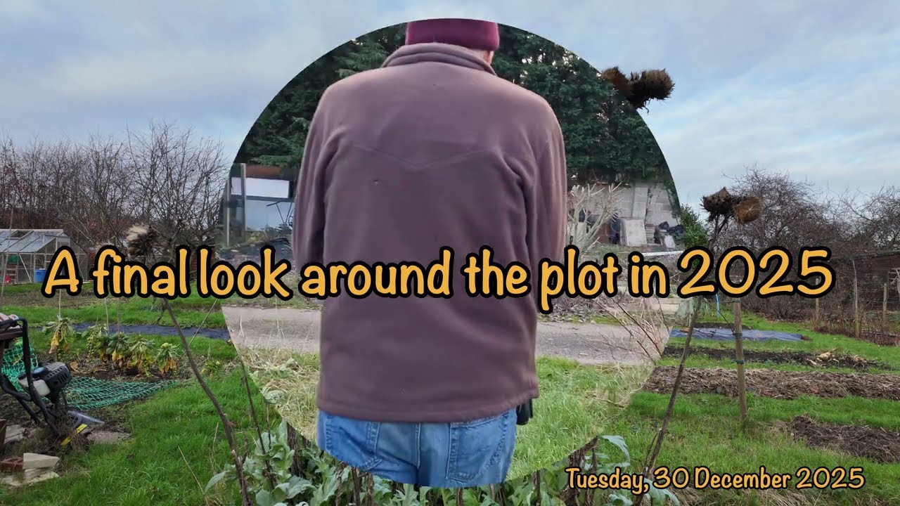 2025-12-30-A final look around the plot in 2025