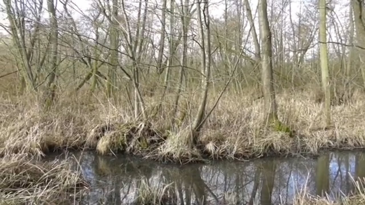Ellesumpen i Gråsten slotshave og Gråsten skov