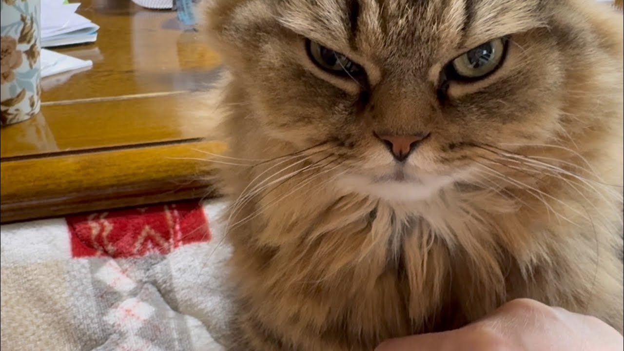 モフモフの終わり方が凶暴すぎるネコ