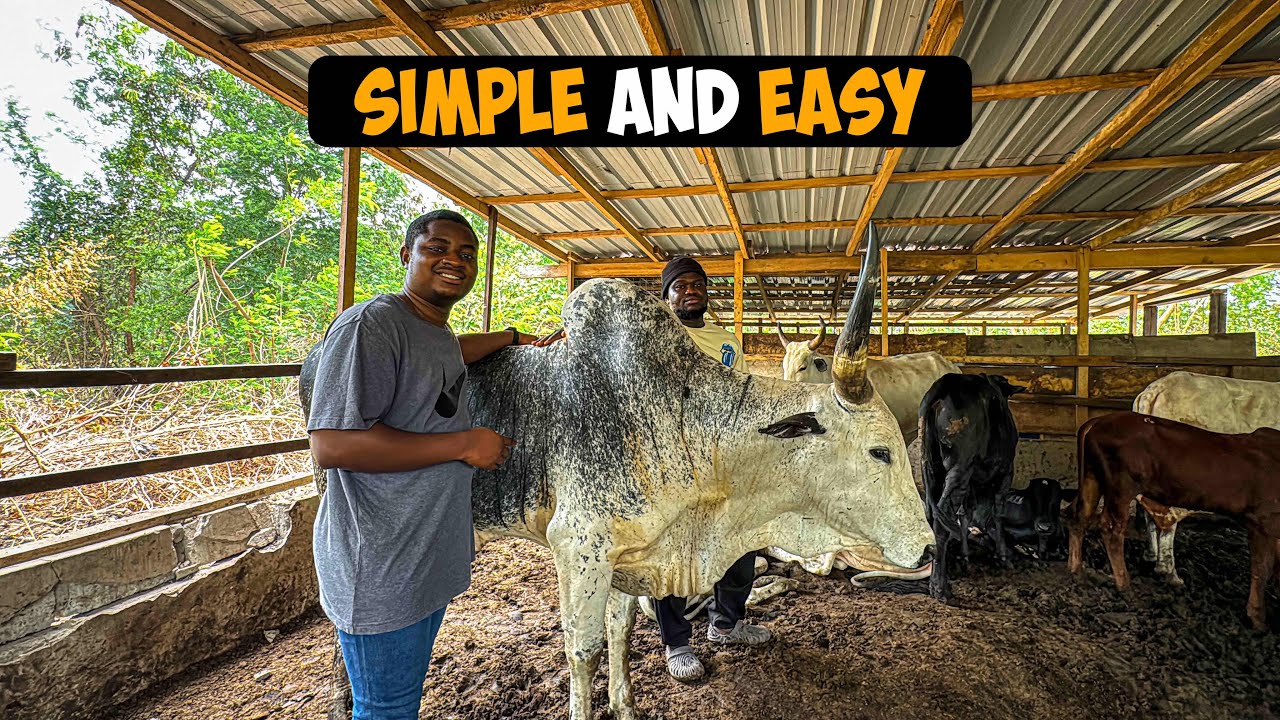 How To Start a Successful Cattle Farm as a BEGINNER in Ghana with LESS CAPITAL #cattlefarm #cattle