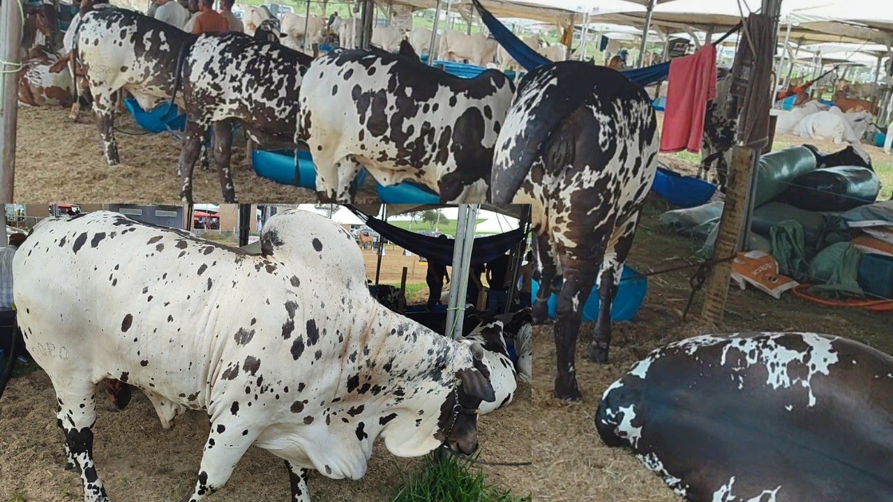 Expo Garanhuns 2026 Show de pecuária, genética e produtos pecuários. 