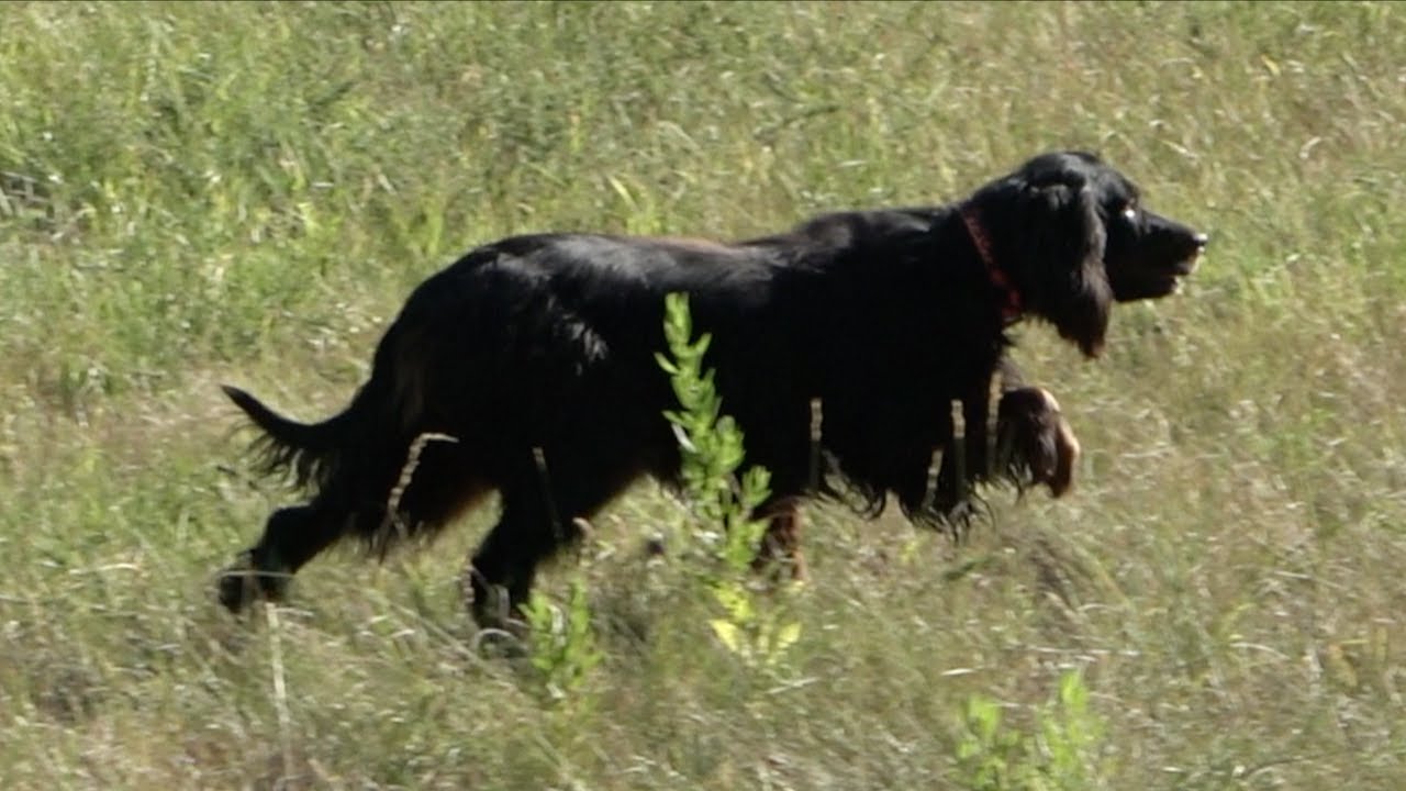 A CACCIA CON IL SETTER GORDON