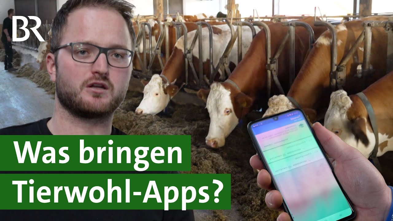 Digitalisierung in der Landwirtschaft: Mit der Tierwohl-App im Kuhstall | Unser Land | BR