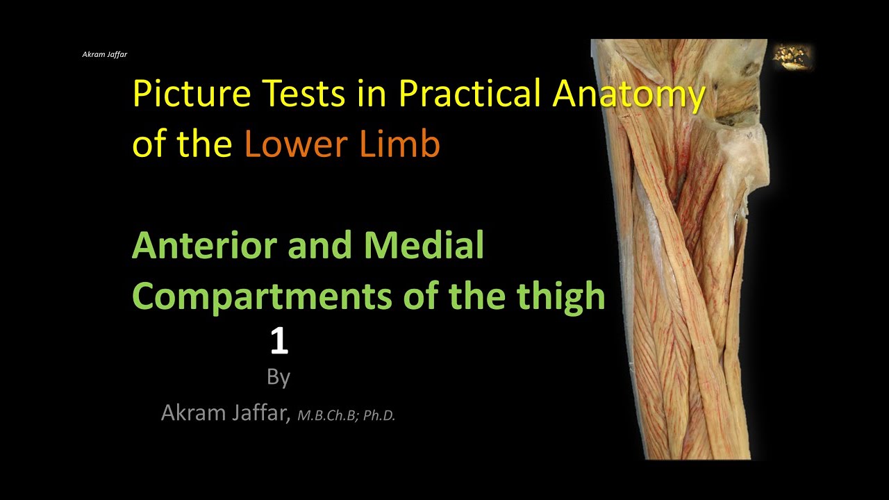 Picture Tests in Anatomy   Lower Limb   Thigh Anterior 1