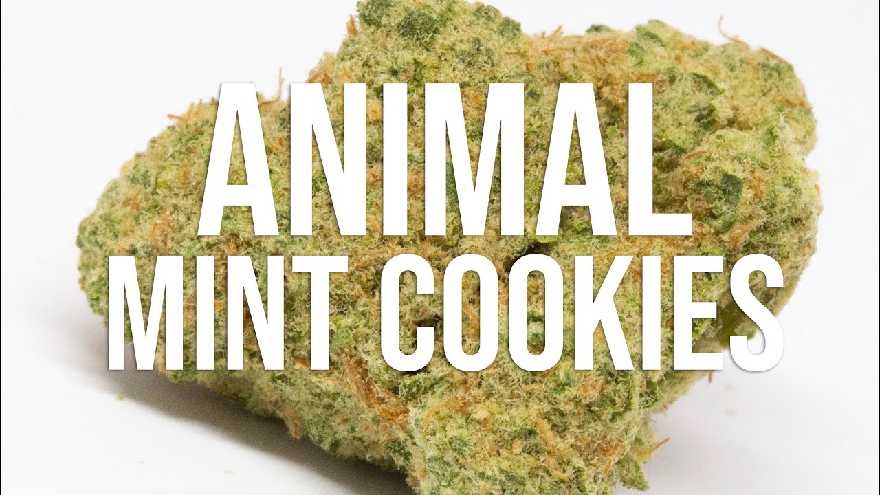 Animal Mint Cookies strain review!