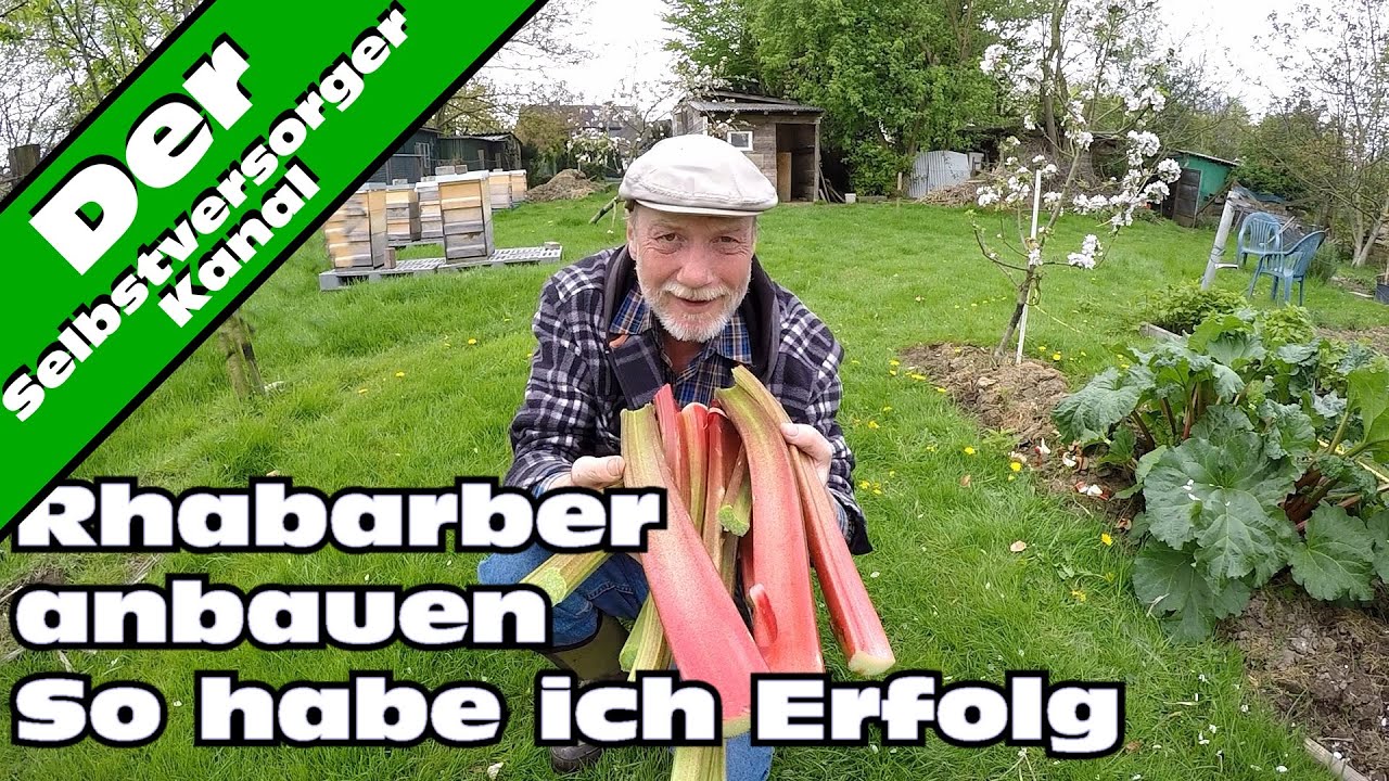 Rhabarber Doku So habe ich Erfolg