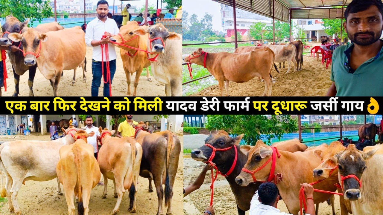 Collection Of Jersey Cows At Yadav dairy farm/एक बार फिर देखने को मिली यादव डेरी फार्म पर जर्सी गाय👌