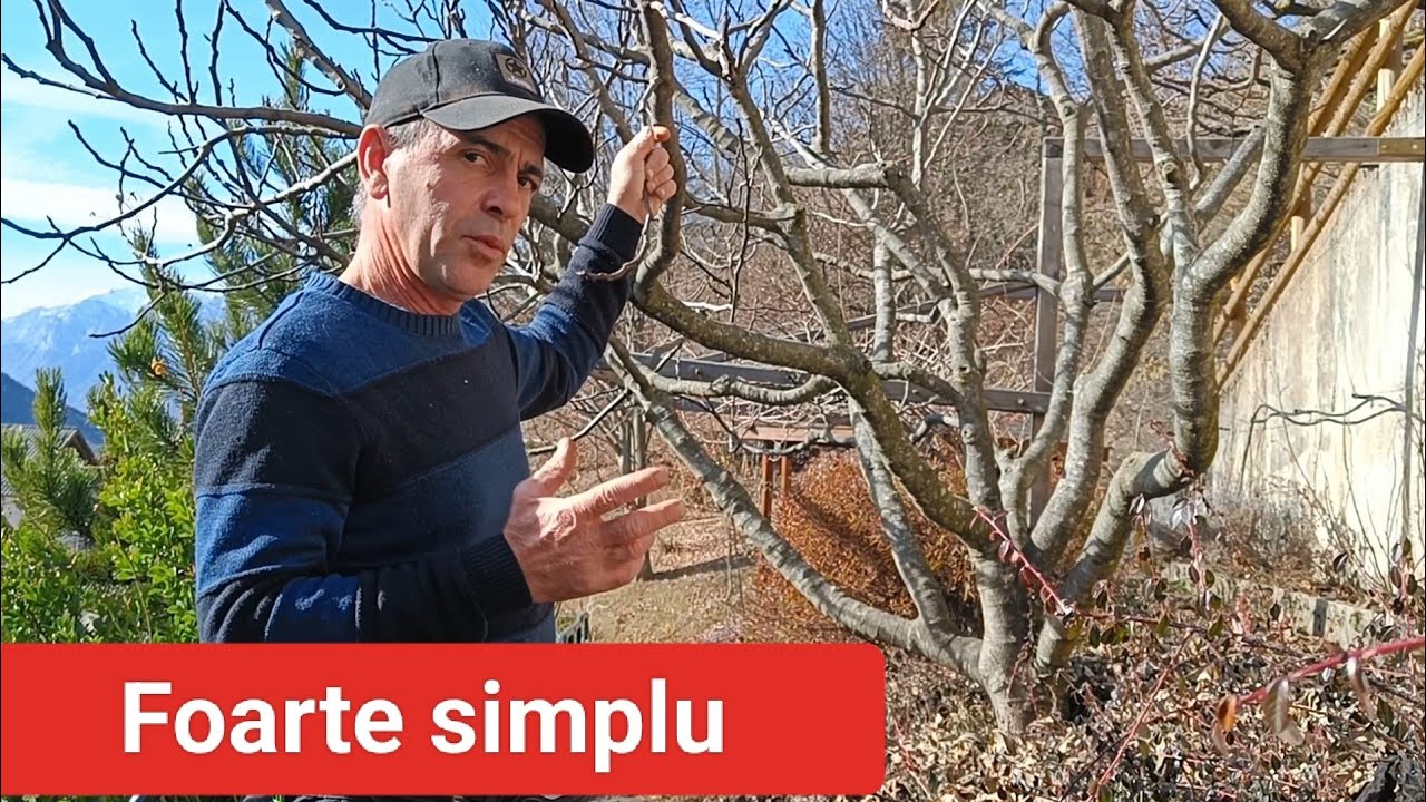Taiere smochin primăvara