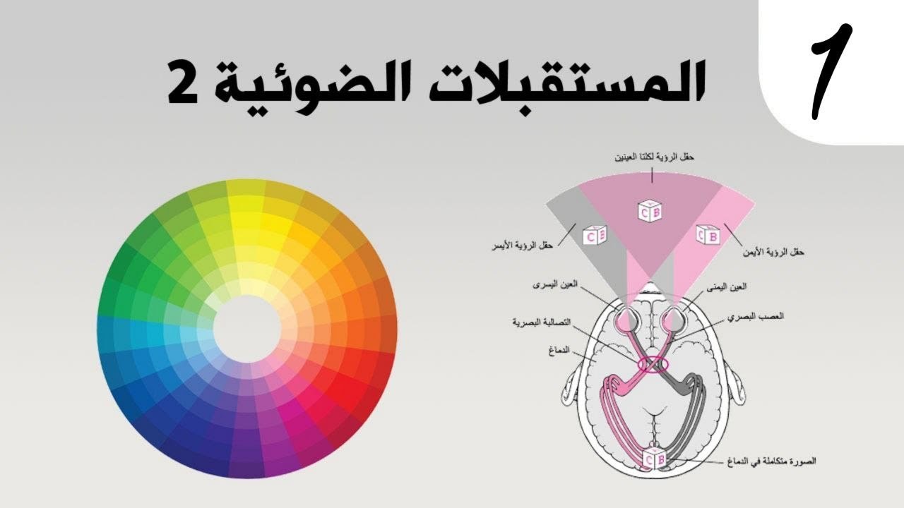 علم الأحياء | المستقبلات الضوئية 2 ✓ مقدمة+ آلية عمل العصية في الظلام .. د.حسن حسين