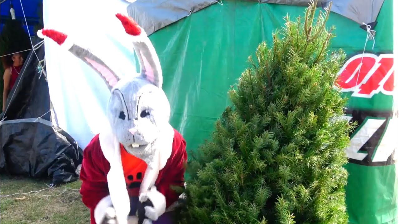 El terrible conejo Mala Pata nos roba el pinito de Navidad.  - El Show de Bely y Beto