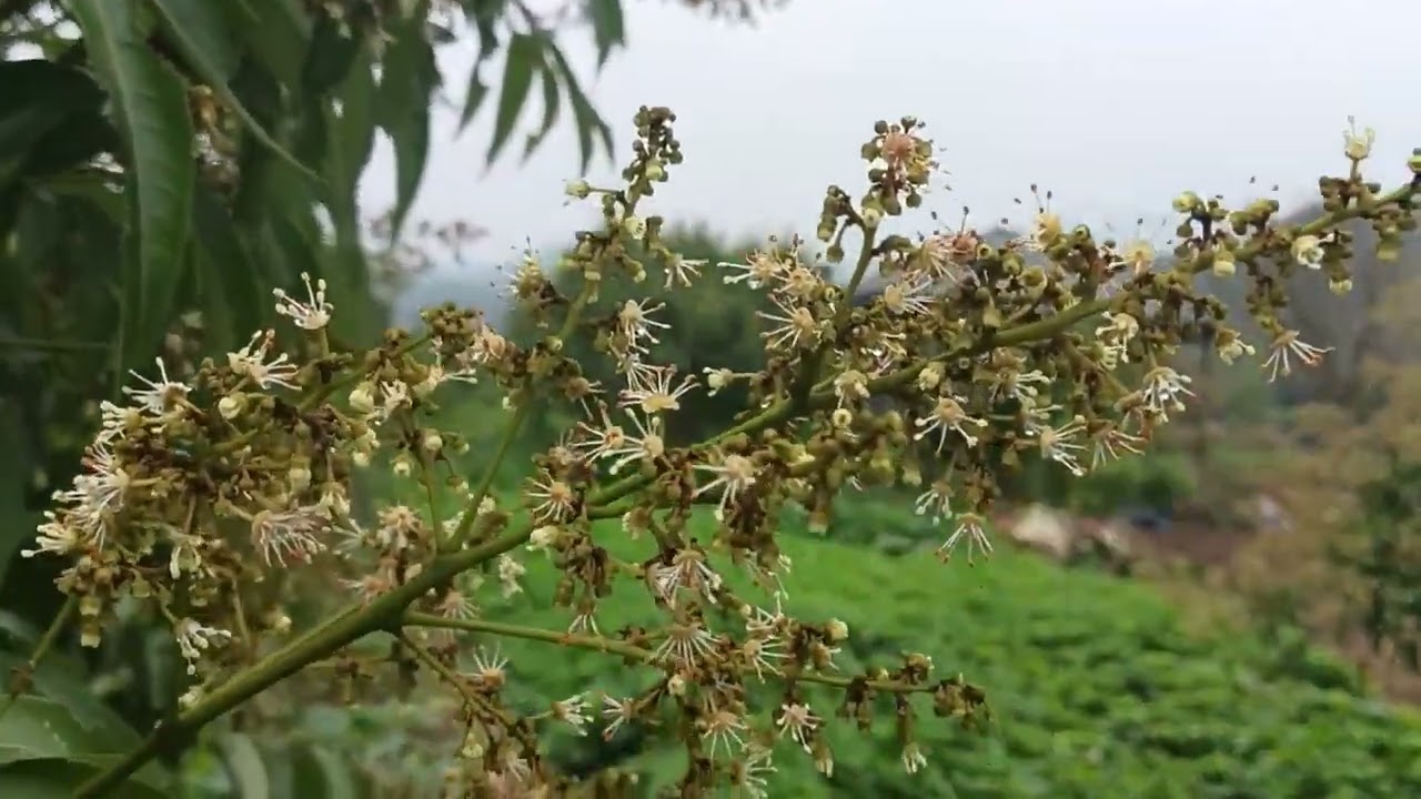 Hoa vài năm 2026 đã nở