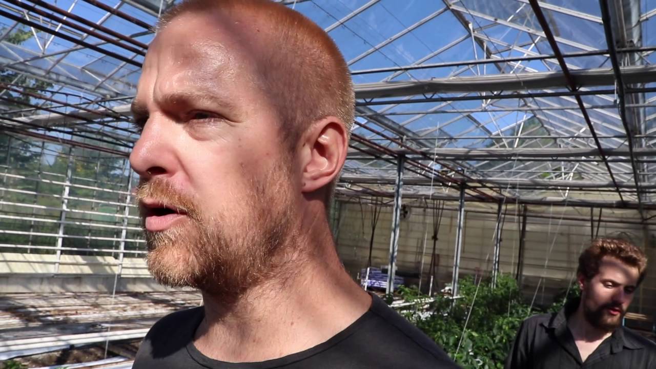 7.000 tomatplantor! På besök i tomatodlingen