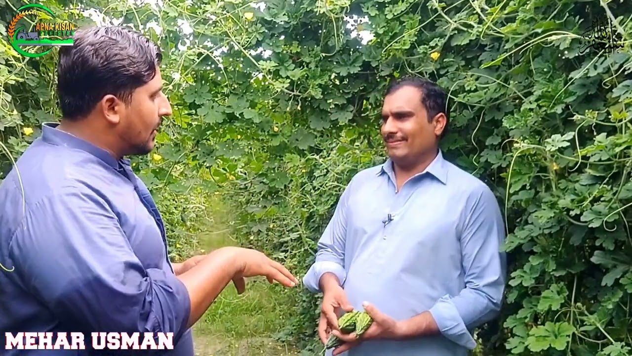 Farmer Success story | Bitter gourd top variety | Bitter gourd farming | Apna kisan pakistan