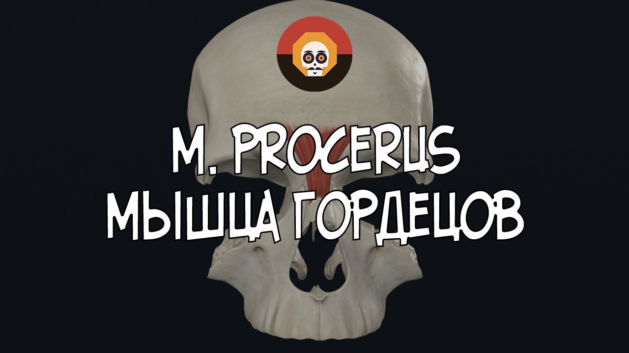 Мышца гордецов (m. procerus) 3D Анатомия