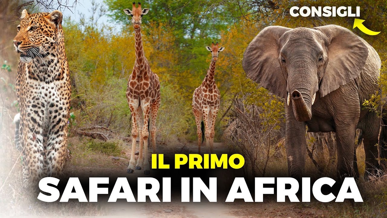 Vuoi fare Safari in Sud Africa? Guida completa