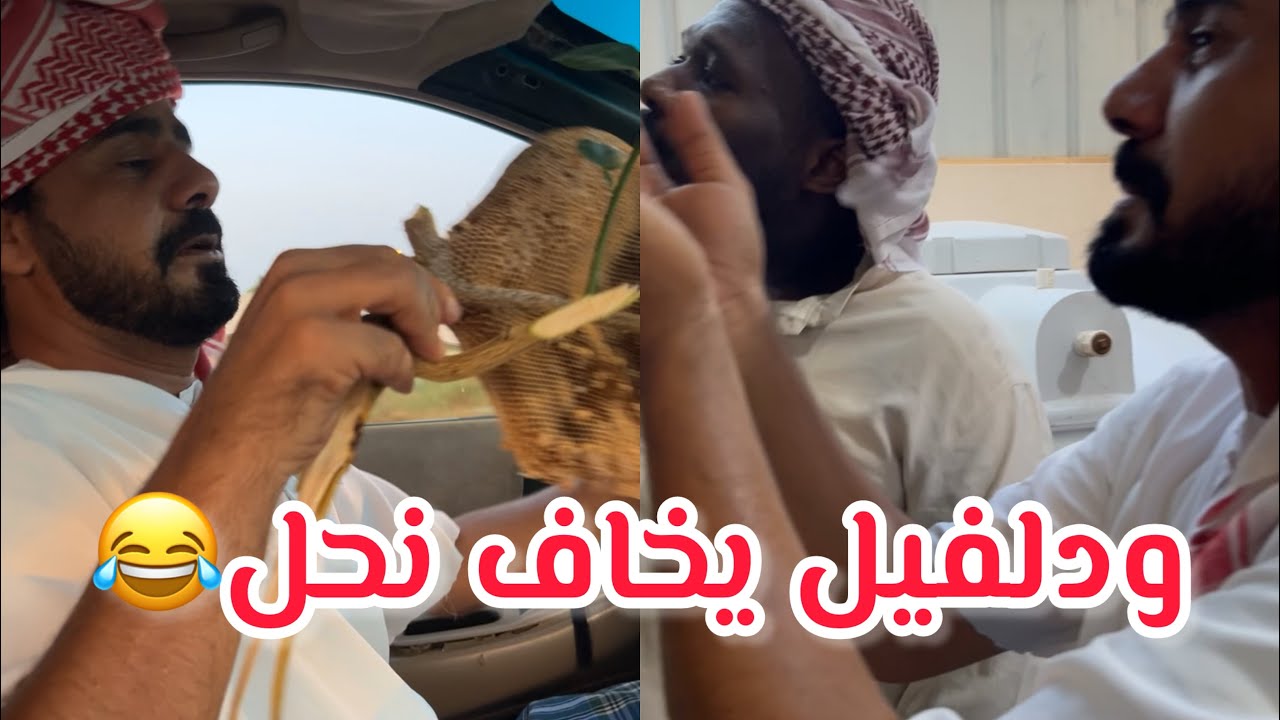 بوسيف شل العسل ودلفيل حصل ذباب العسل🤣😂