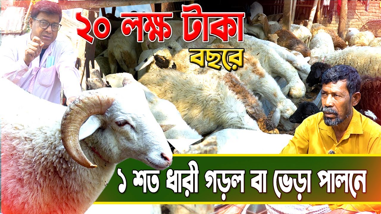১ শত ধারী গাড়ল  বা ডরপার ভেড়া পালনে ২০ ল*ক্ষ টা*কা। উদ্যোক্তা লিয়াকত। Sheep farm in Bangladesh
