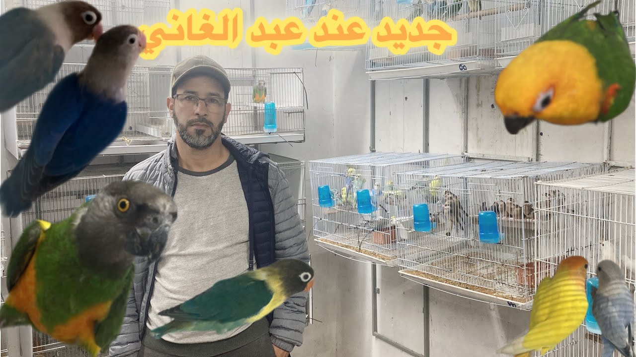 جديد عند عبد الغاني توليعة مسائية  فيشر كروبيو كوكتيل بادجي روزيلا كغكاغيكي