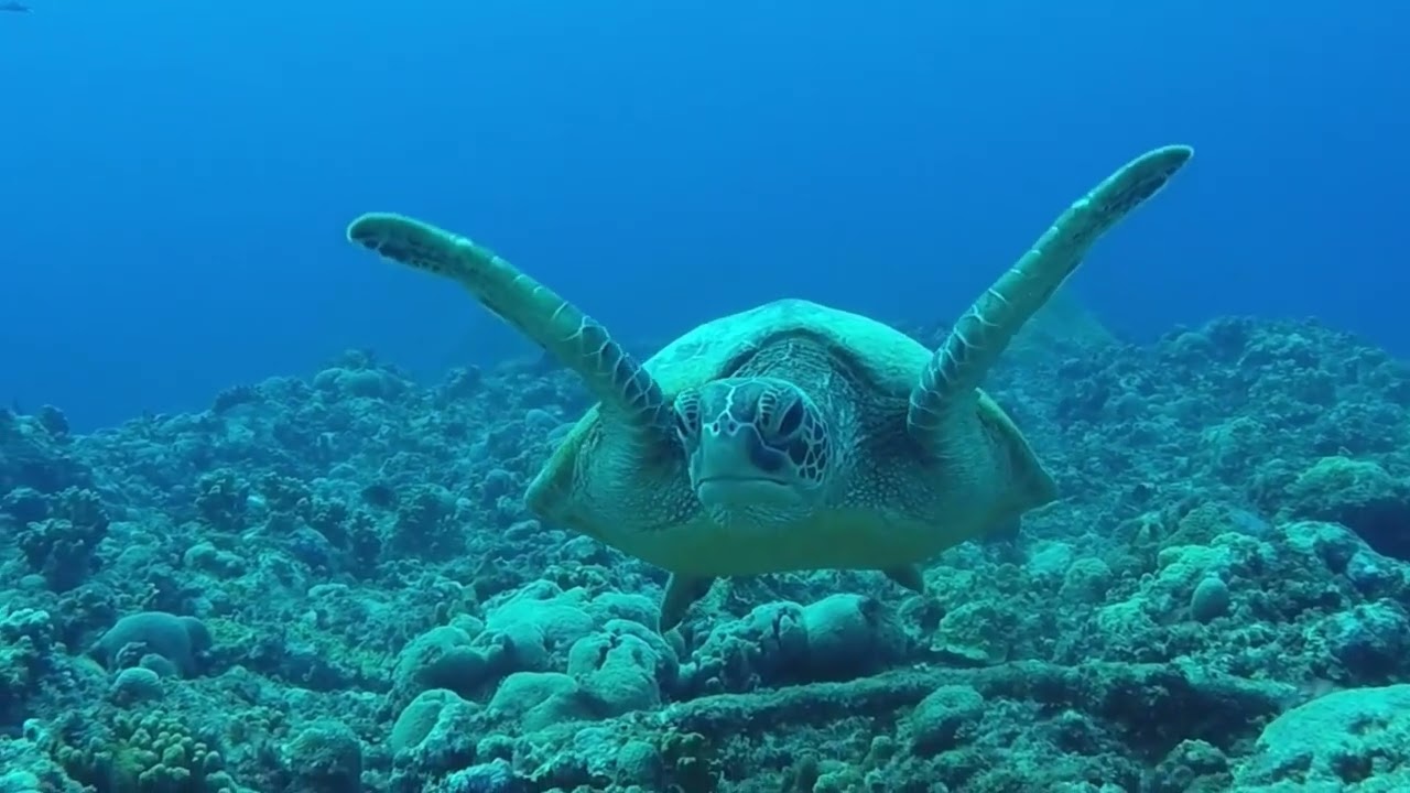 Happy Ocean Fantasy Underwater 🌊