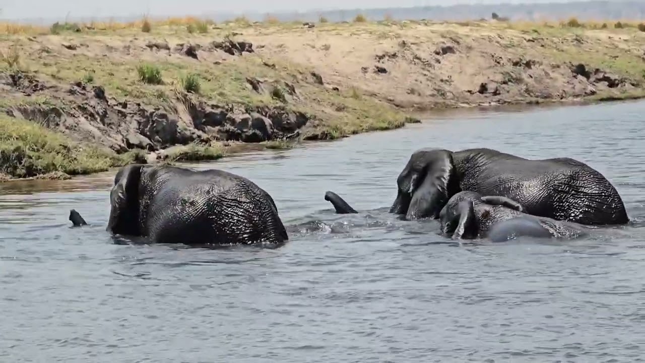 Elephants crossing Chobe River Botswana to Namibia 