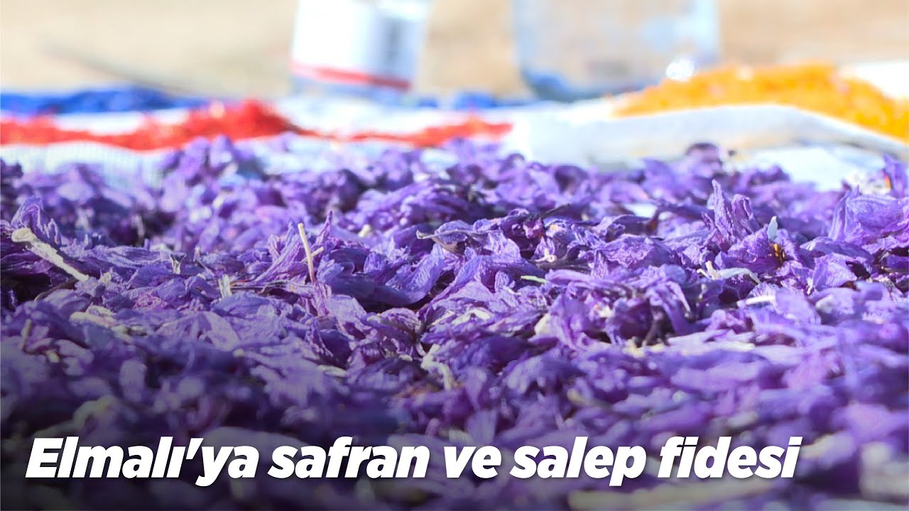 Elmalı'ya safran ve salep fidesi