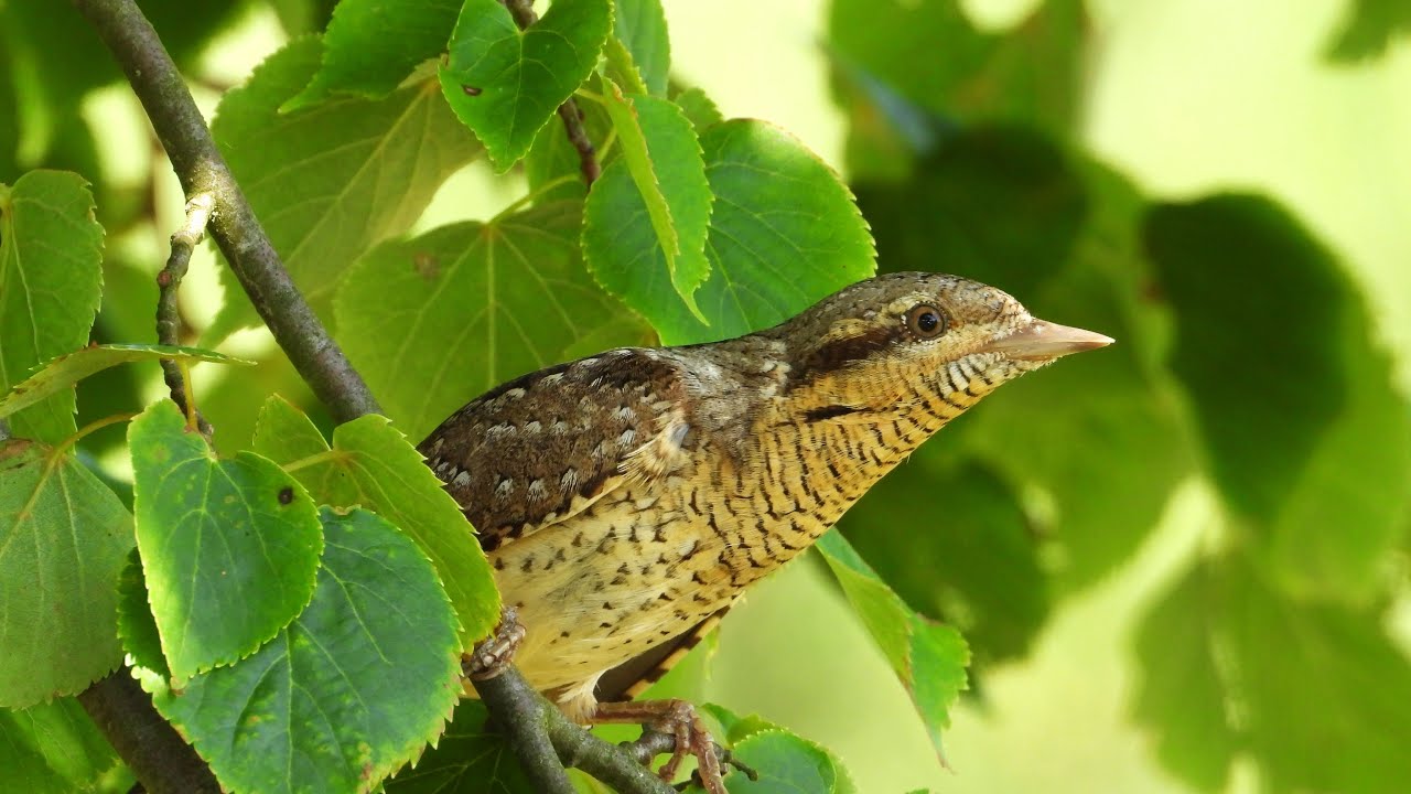 Der Gesang des Wendehals