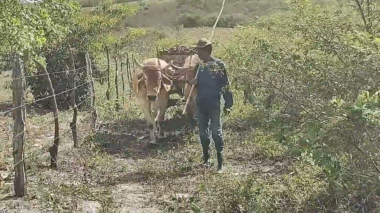 Carro de Bois🐂🐂na roça. Família Guédez