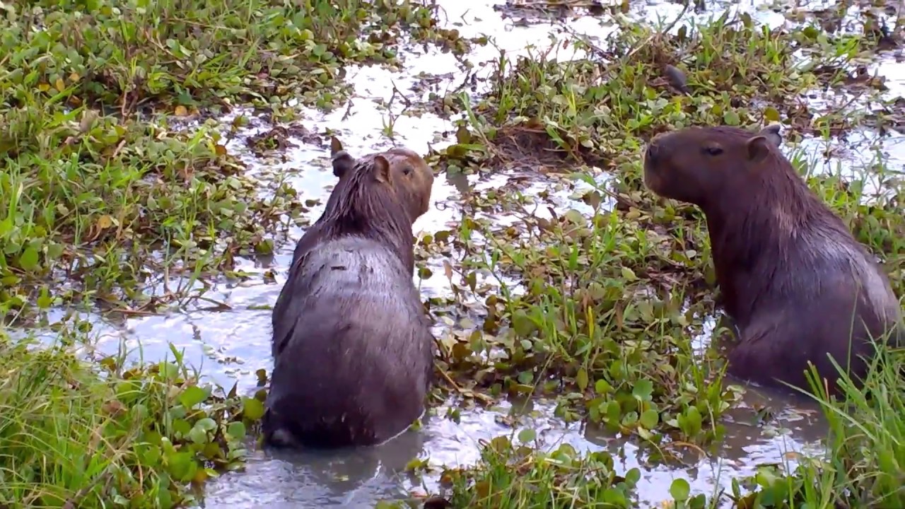 Encuentro cercano muy cercano con manada peque&ntilde;a de chig&uuml;iros, capibaras o carpinchos