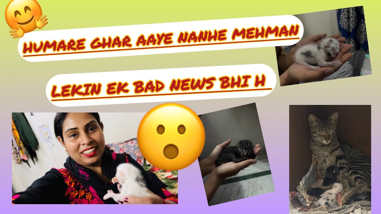 घर में आए महमान 🐈 full vlog देखके जाना #youtube #comedy #subscribe #support 