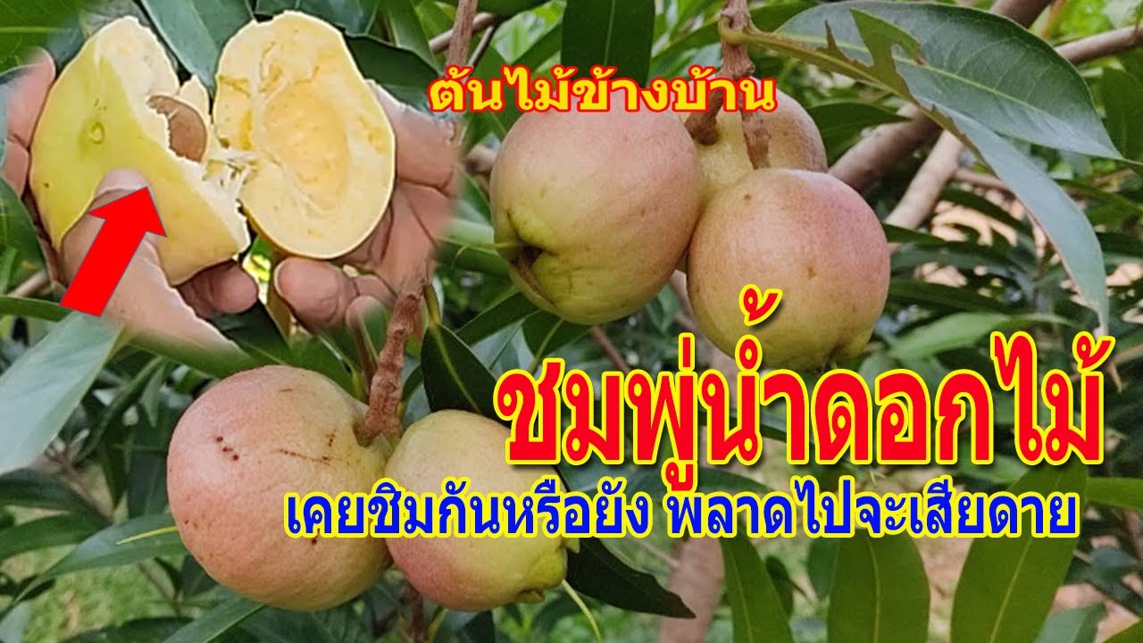 #ชมพู่น้ำดอกไม้  ผลไม้ไทยๆ หายาก เหลืองอมชมพู เนื้อฟู หวาน หอม ติดใจไม่รู้ลืม..น่าหาไปปลูกไว้