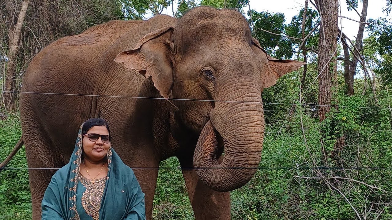 കാട്ടാനയും ഞാനും/ ഇലക്ട്രിക് വേലിക്ക് അപ്പുറത്തും ഇപ്പുറത്തുംq🥰🥰😊❤️
