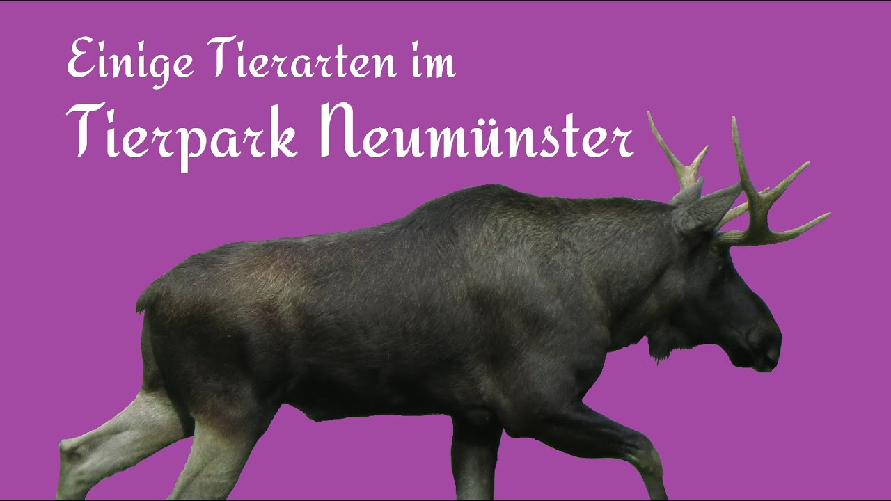 Einige Tierarten im Tierpark Neumünster