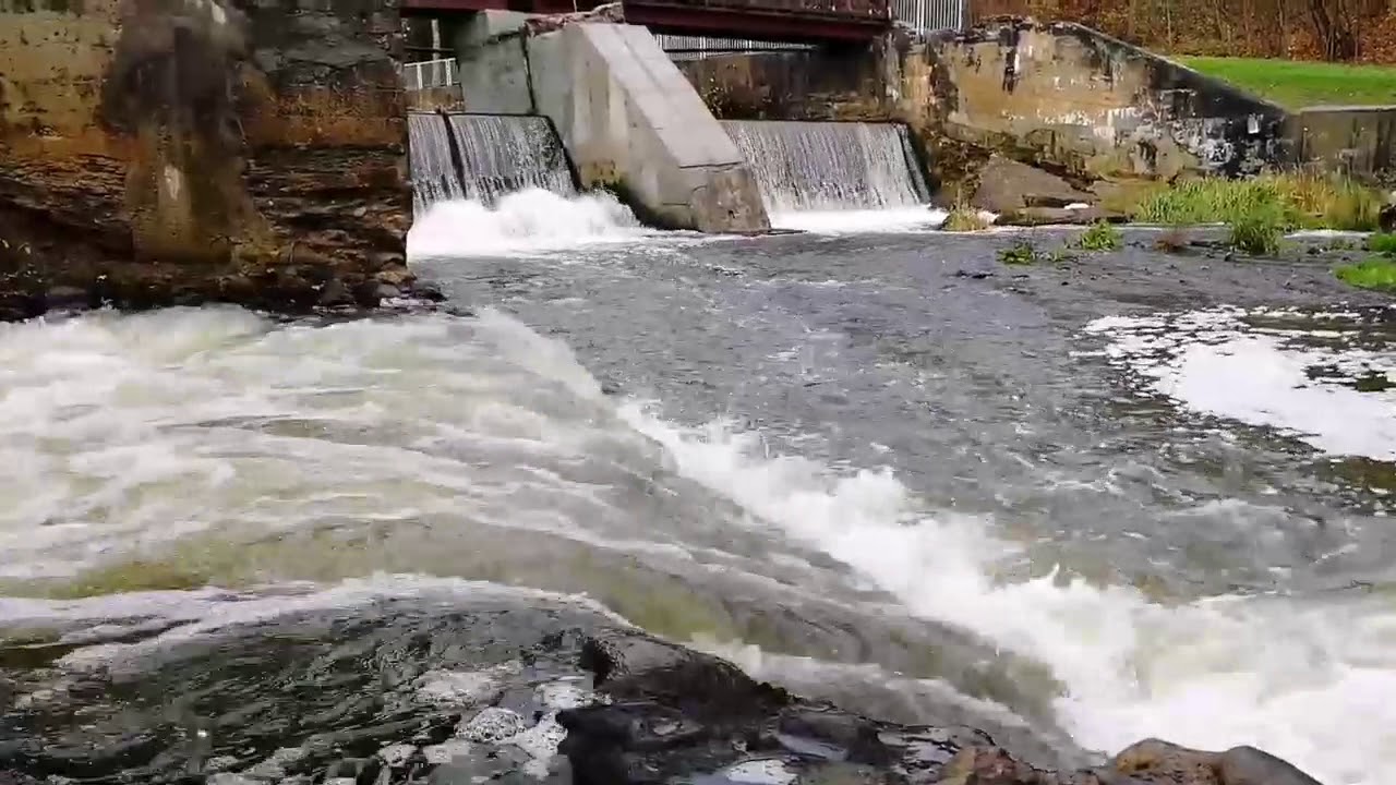 Salmon spawn at Belmontas, Lithuania