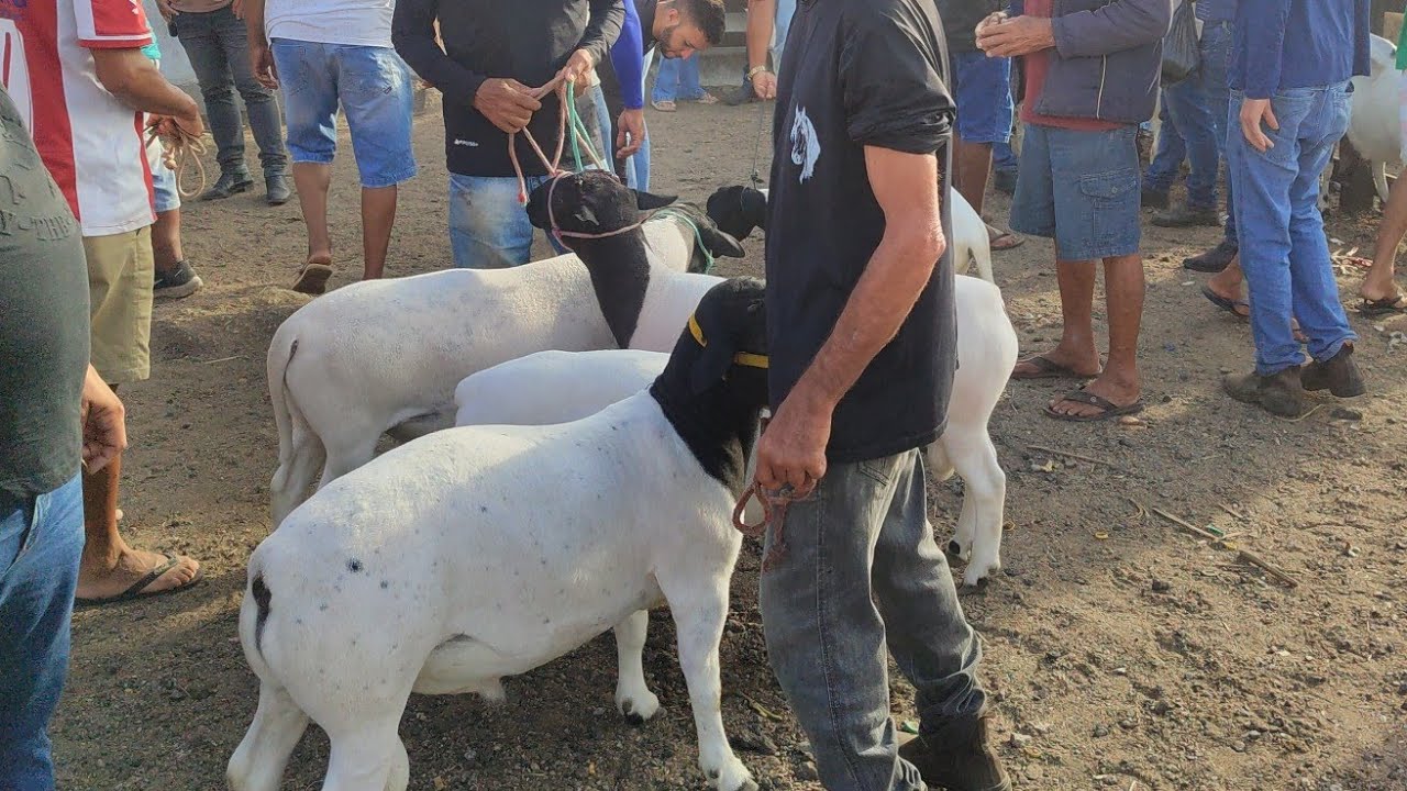 Feira de porco de Cachoeirinha-PE 19/02/26