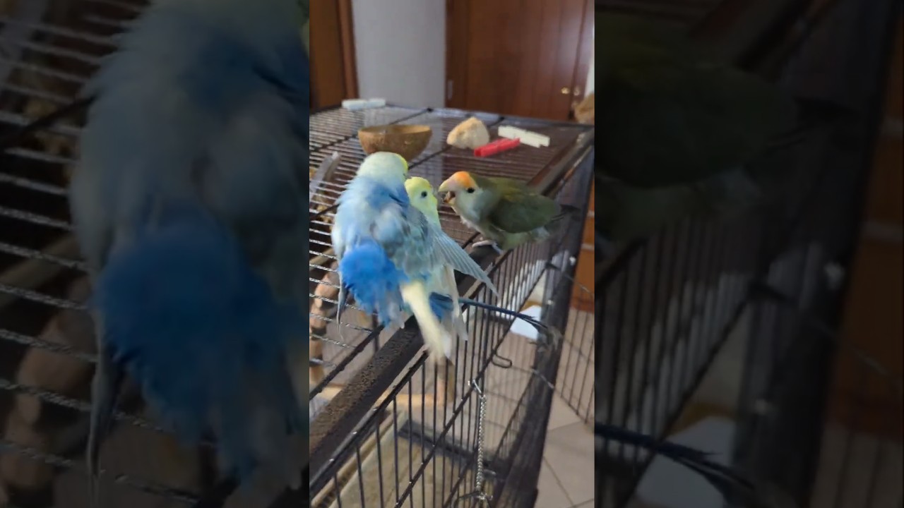 Accoppiamento cocorite disturbato da inseparabile