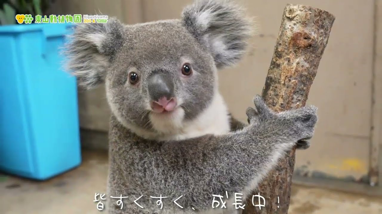 【東山動植物園公式】3頭の赤ちゃん体重測定（2023.1.15撮影）《 コアラ 》